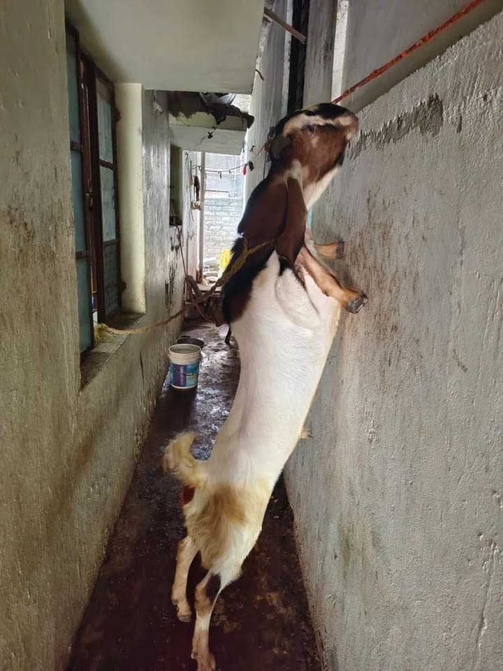 Jamunapari Goat in  MAHARASHTRA