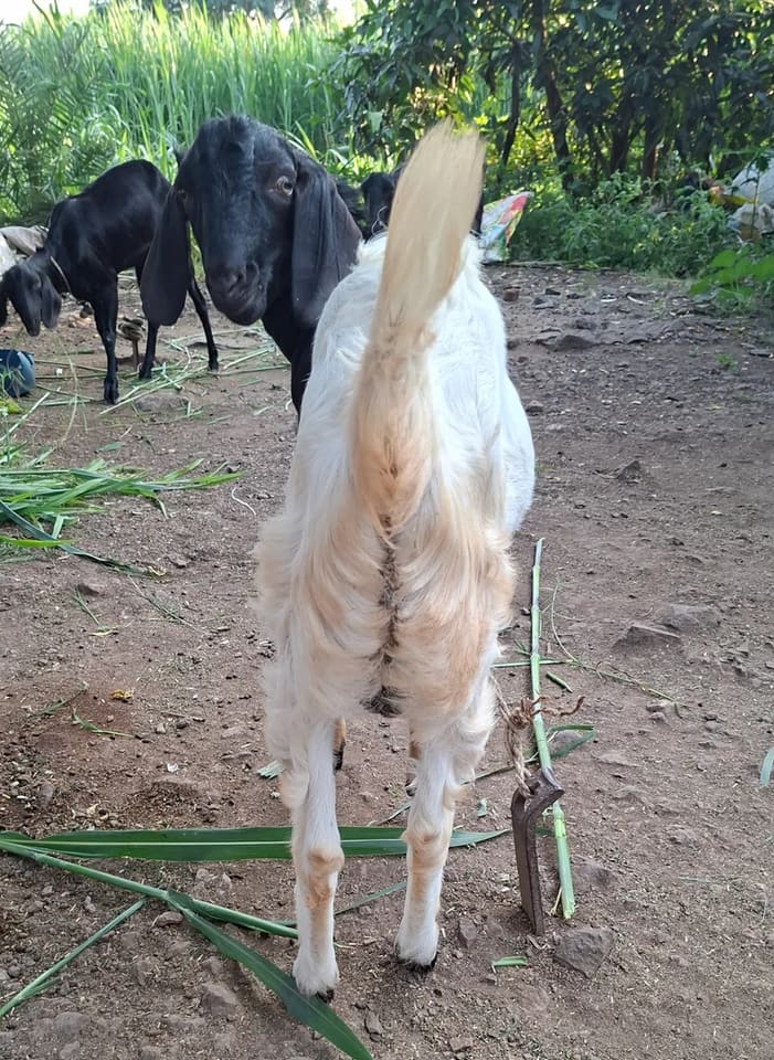 Jamunapari Goat in  MAHARASHTRA