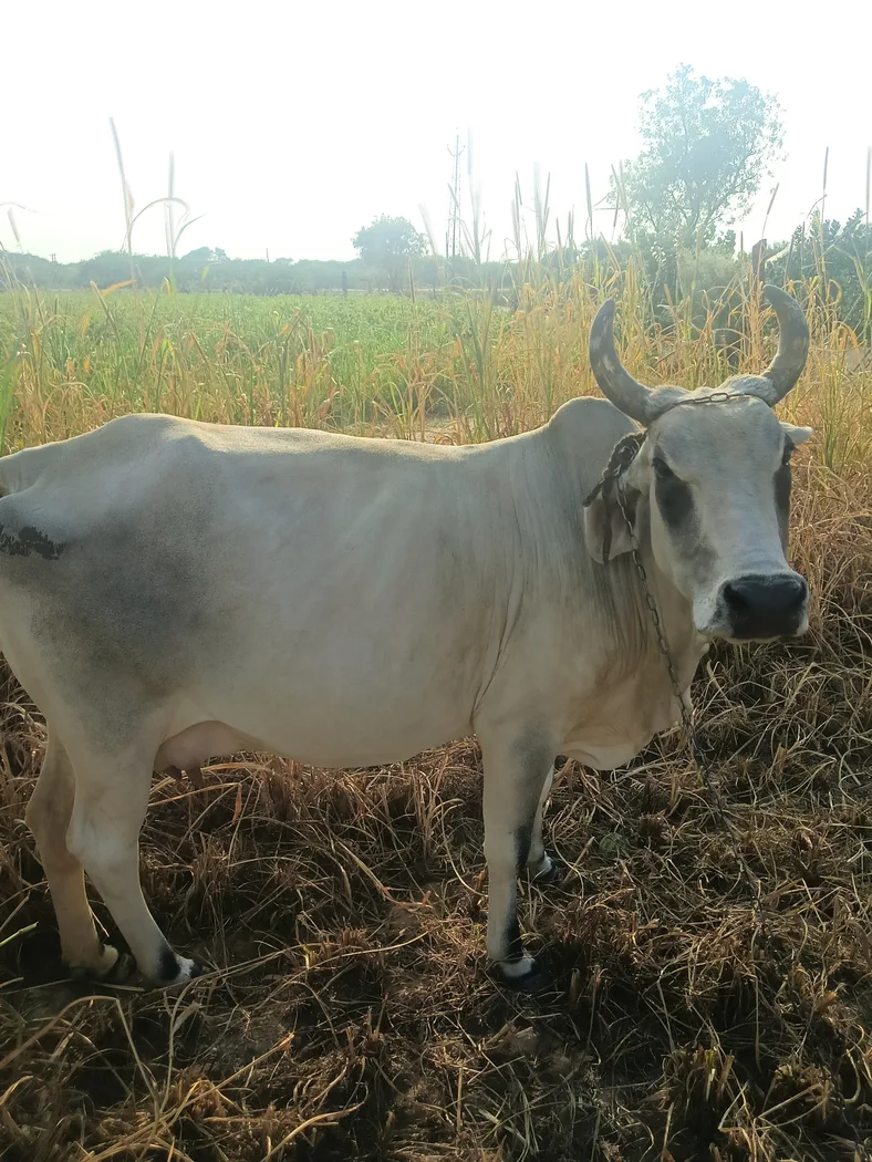 Others Cow in  RAJASTHAN