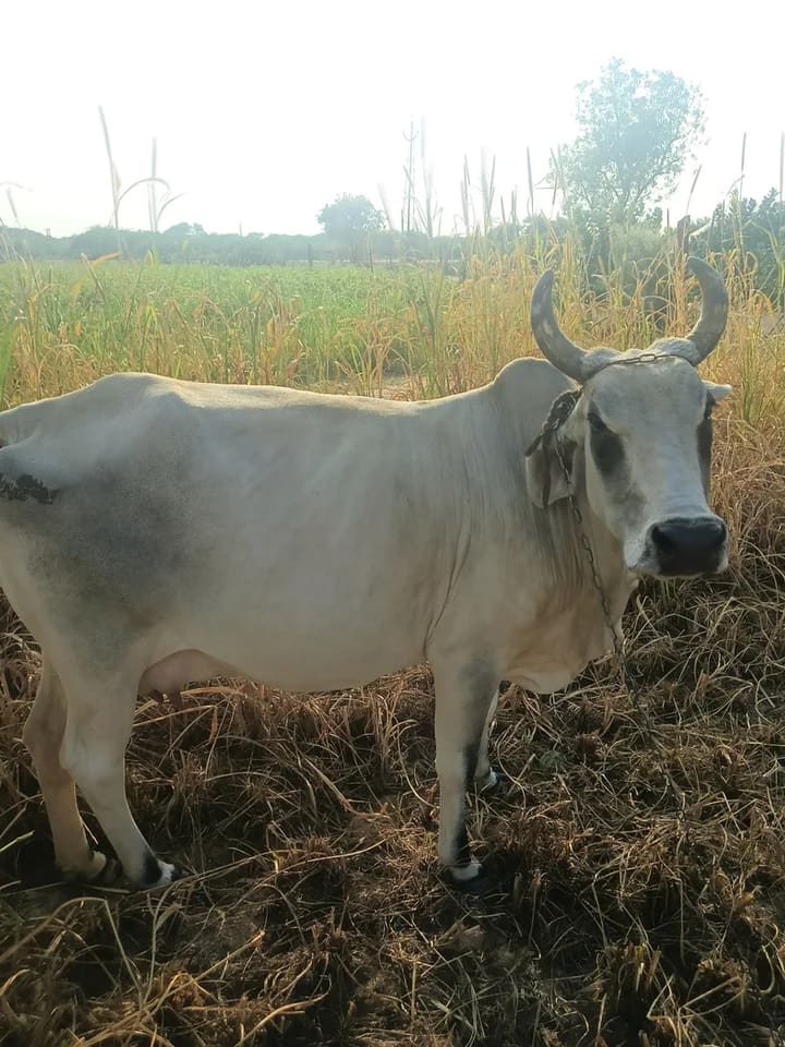Desi Cow O0537 in  RAJASTHAN