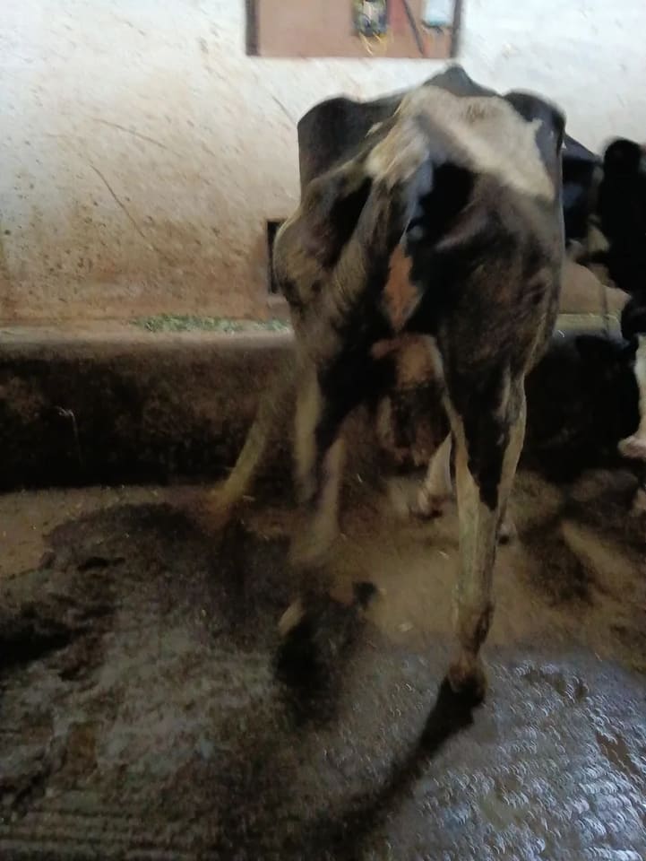HF Cow in  KARNATAKA