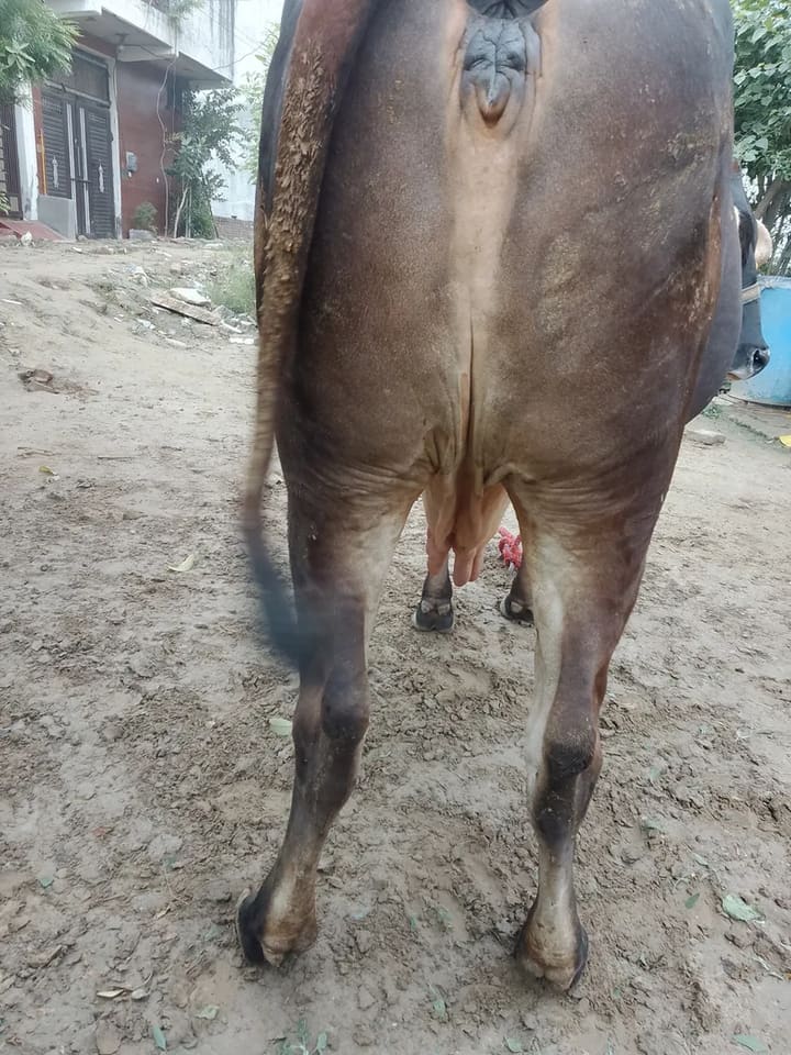Sahiwal Cow in  UTTAR PRADESH