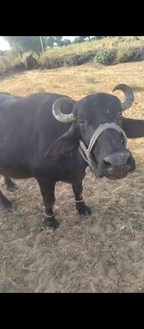 देसी भैस Buffalo O0752 in  RAJASTHAN