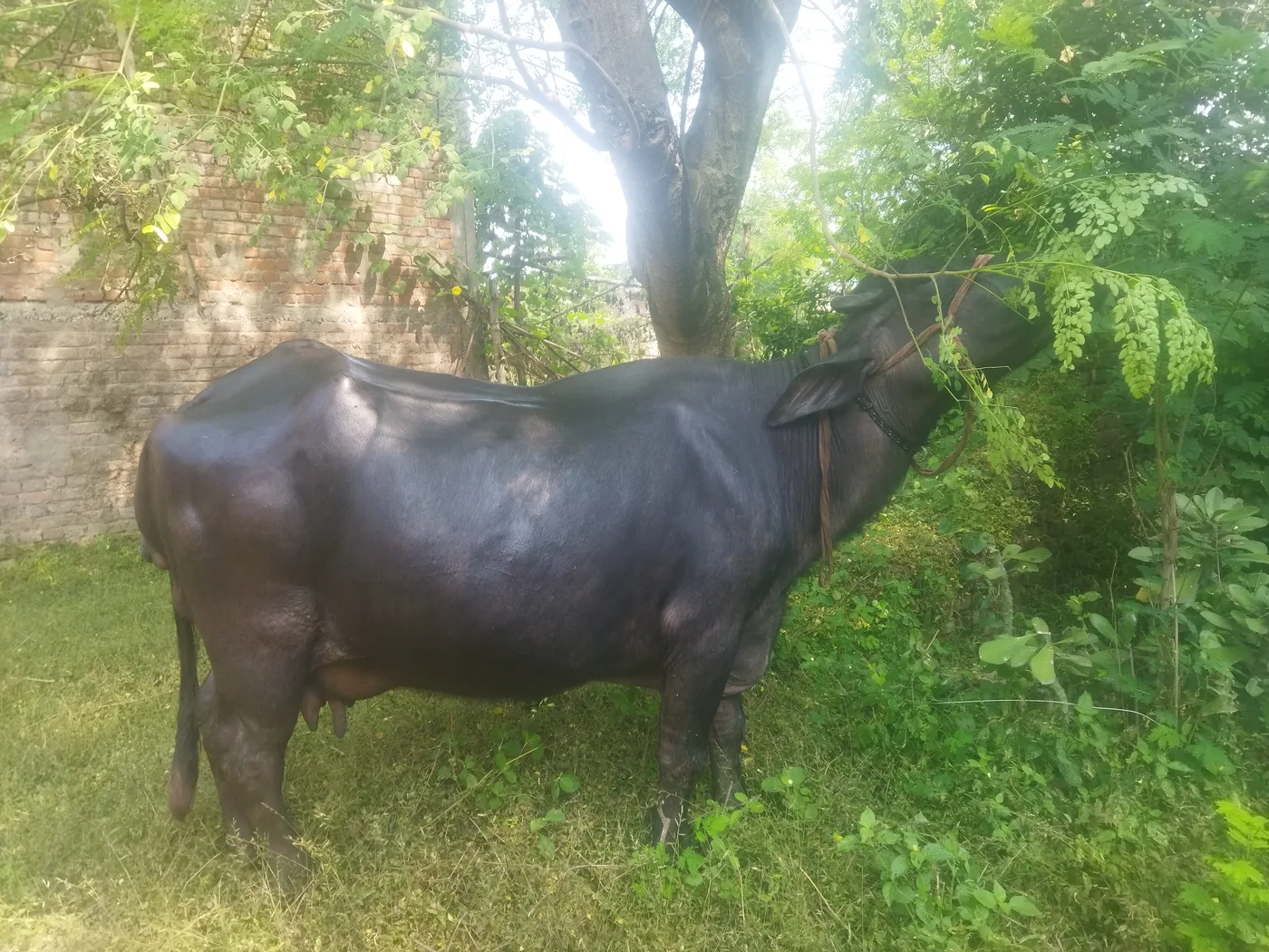 Murrah Buffalo M5410 in BIHAR