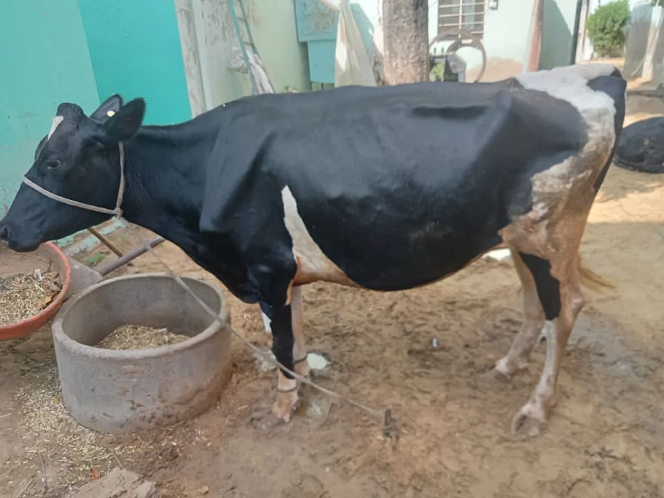 HF Cow H3216 in  RAJASTHAN