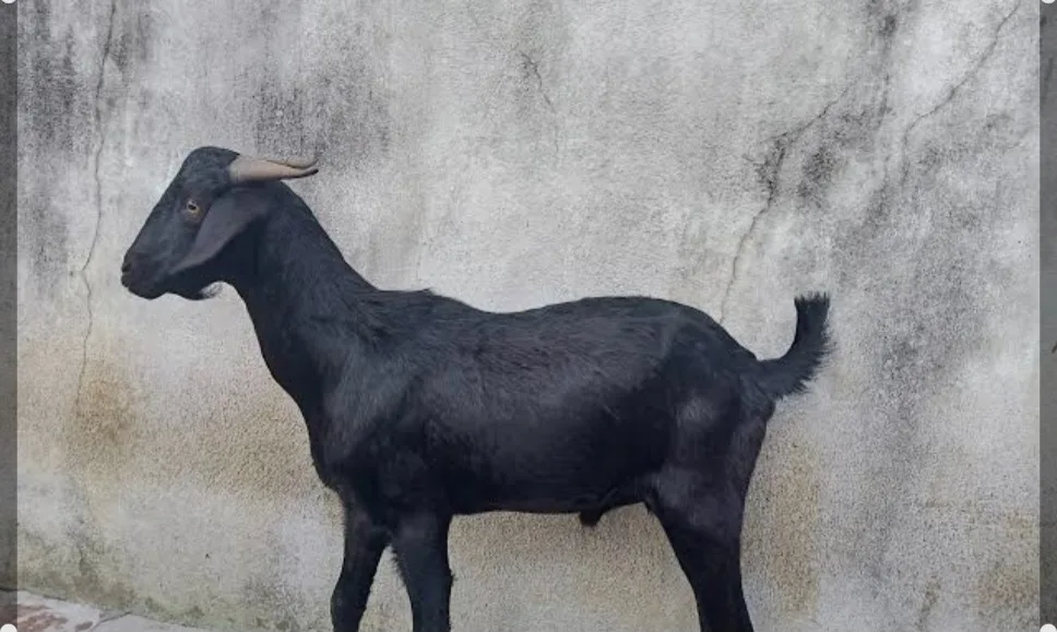 Black Bengal Goat B0107 in  MAHARASHTRA