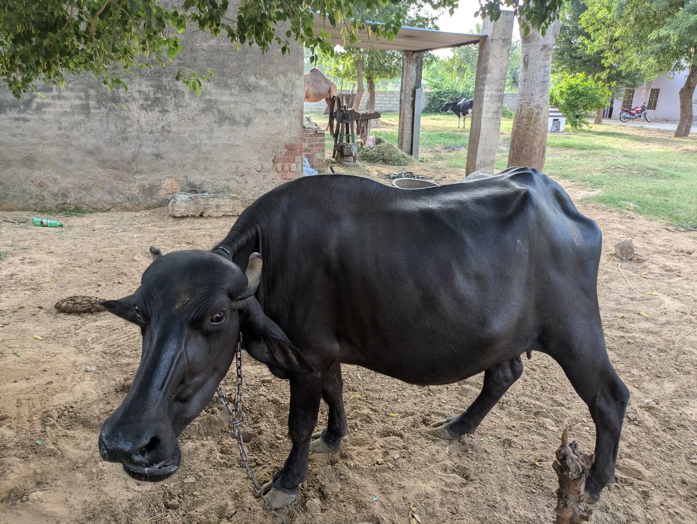 Others Buffalo in  RAJASTHAN