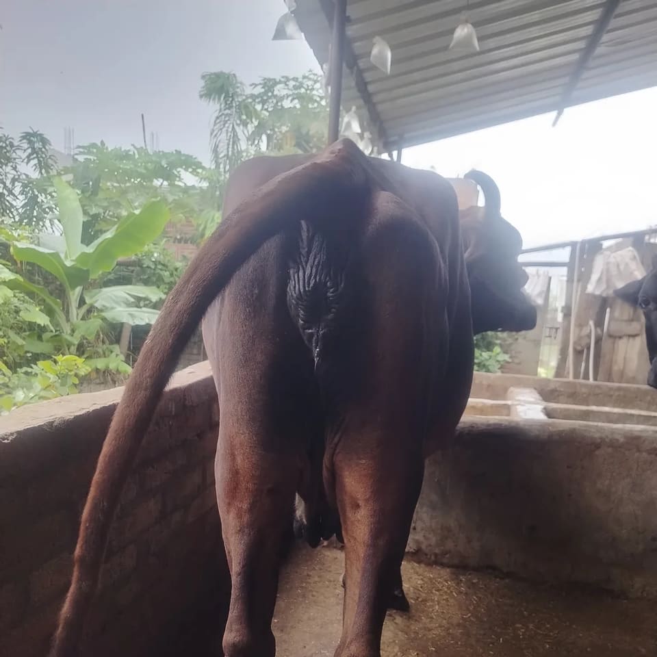 Gir Cow in  MADHYA PRADESH