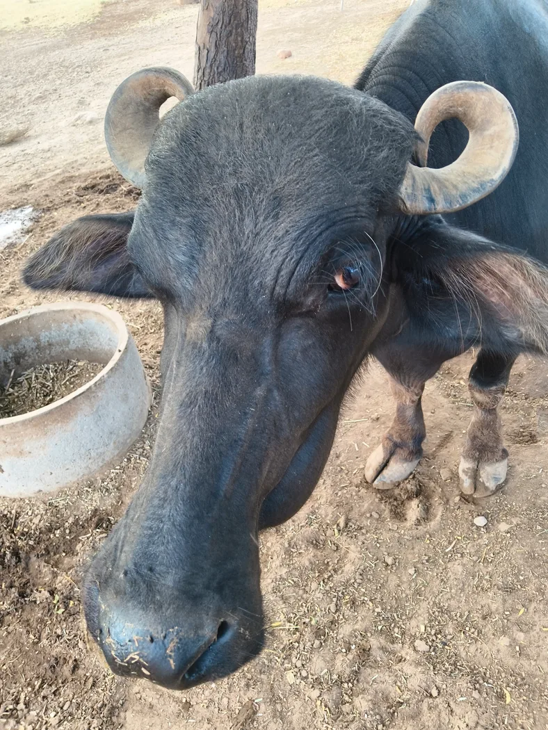 Murrah Buffalo in RAJASTHAN