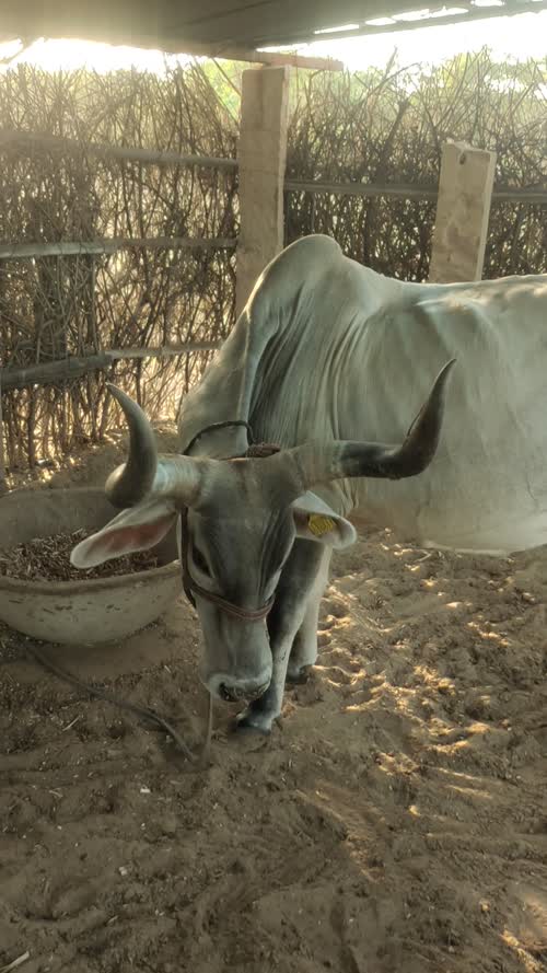 Kankrej Cow K0212 in  RAJASTHAN