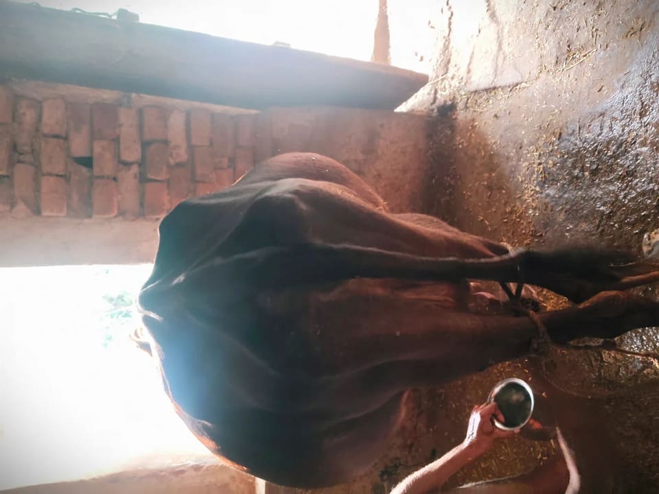Others Cow in  BIHAR