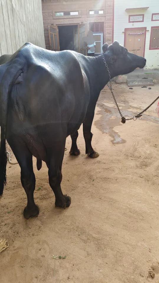 Murrah Buffalo M4954 in  RAJASTHAN