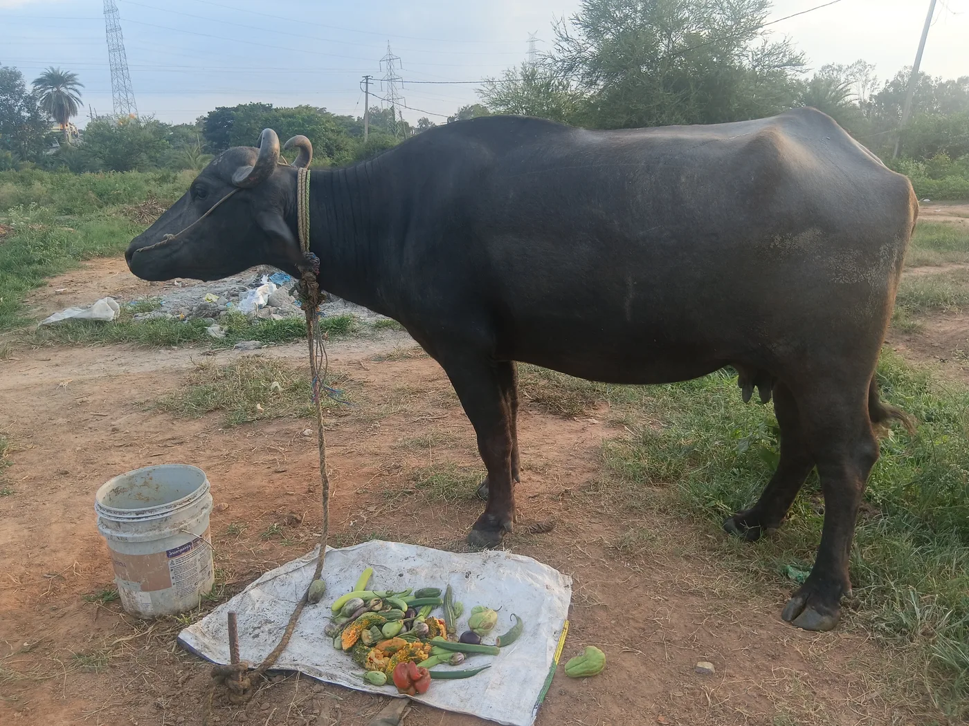 Murrah Buffalo in  KARNATAKA