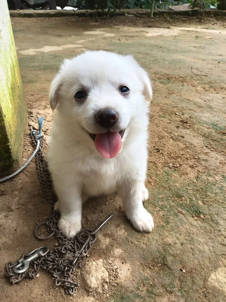 Pomeliyan Dog O0866 in  UTTAR PRADESH