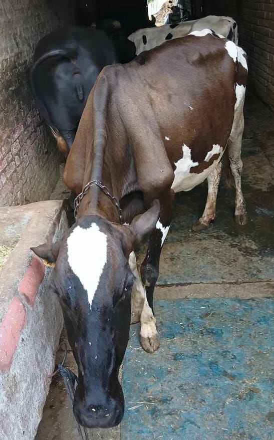 HF Cow in  HARYANA