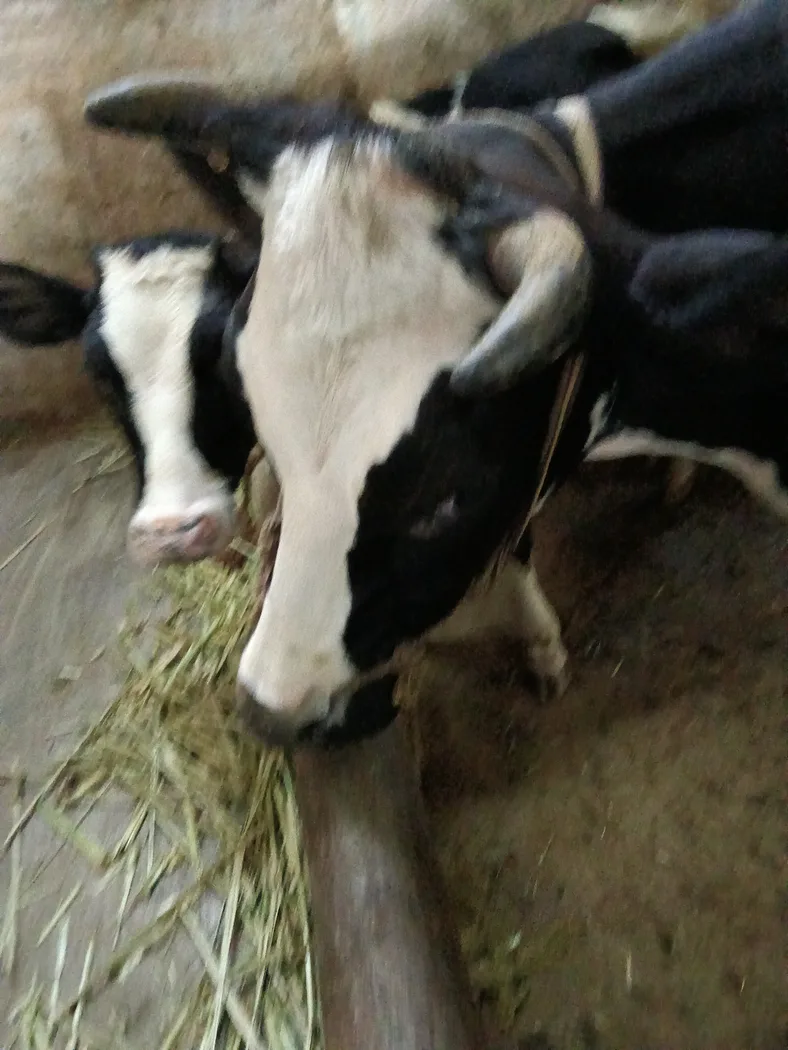 HF Cow in  KARNATAKA