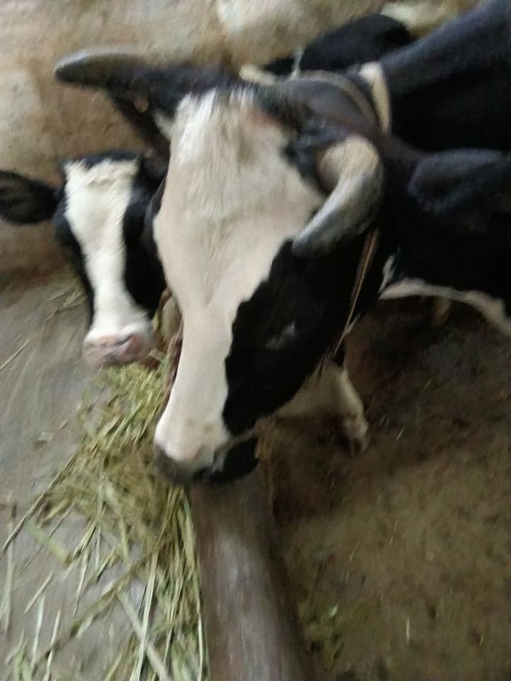 HF Cow in  KARNATAKA