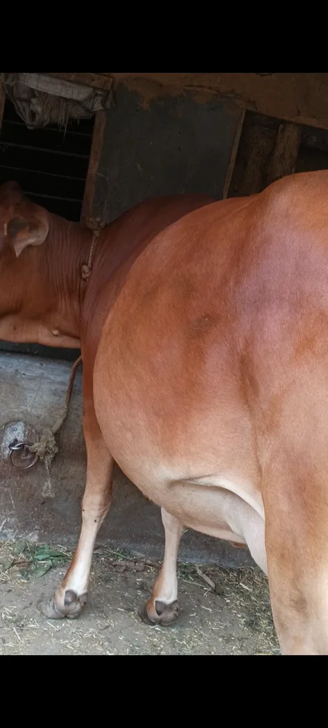 Sahiwal Cow S1848 in  HIMACHAL PRADESH