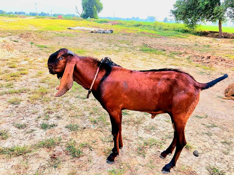 Beetal Goat in  HARYANA