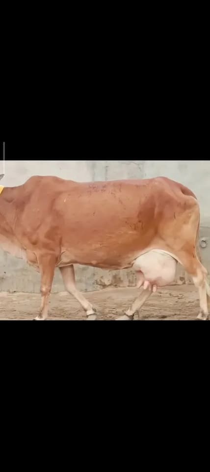 Jarsy cross in RAJASTHAN