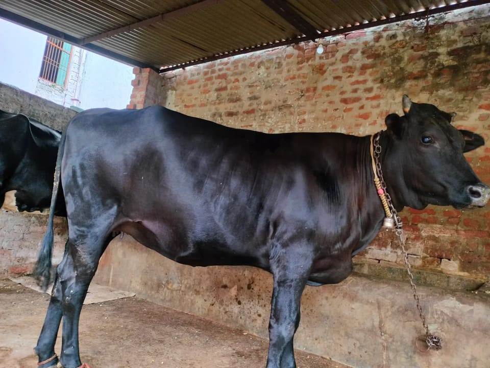 Jersey Cow in  UTTAR PRADESH