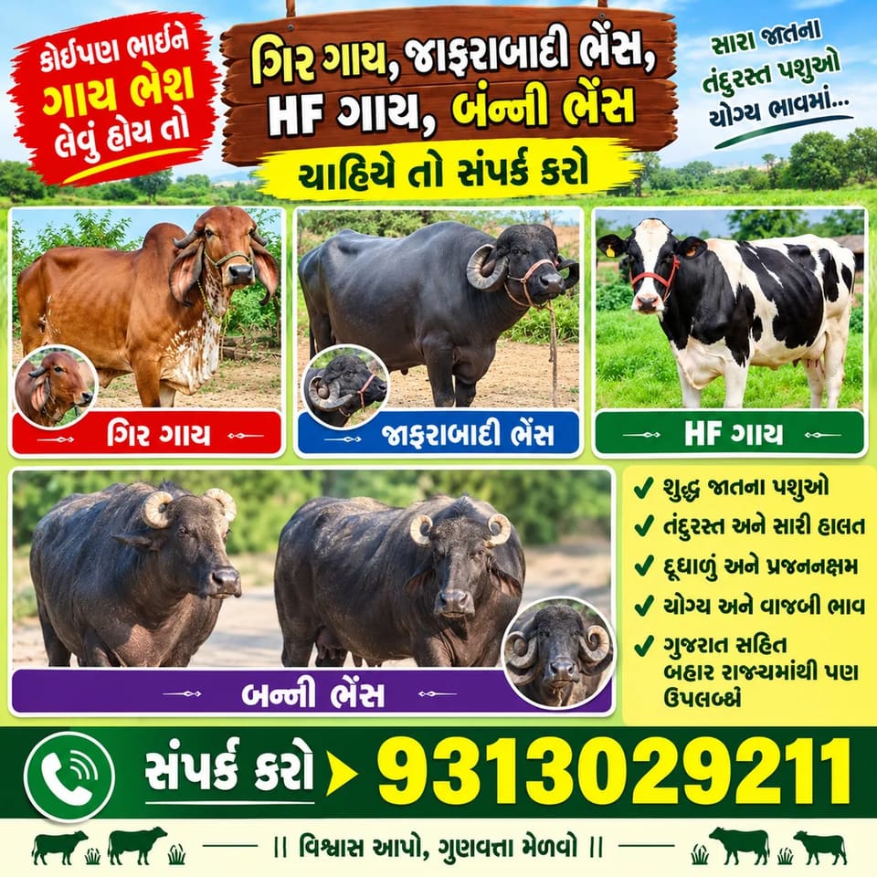 Gir Cow G2156 in  GUJARAT