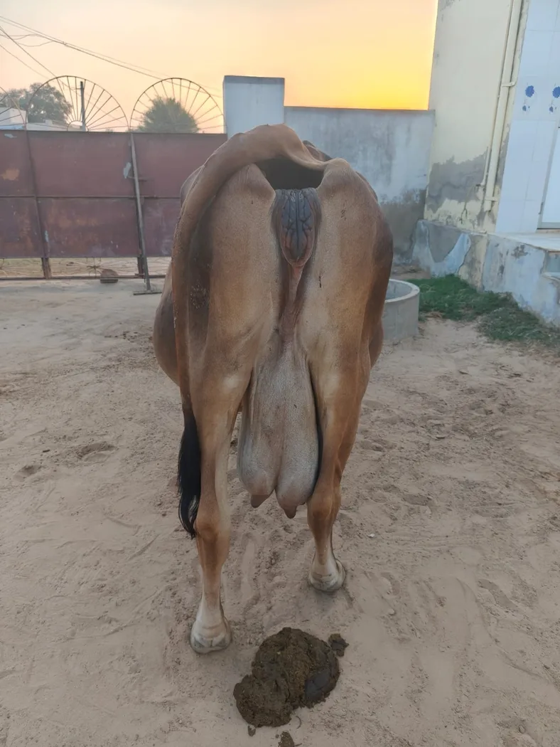 Sahiwal Cow in  RAJASTHAN