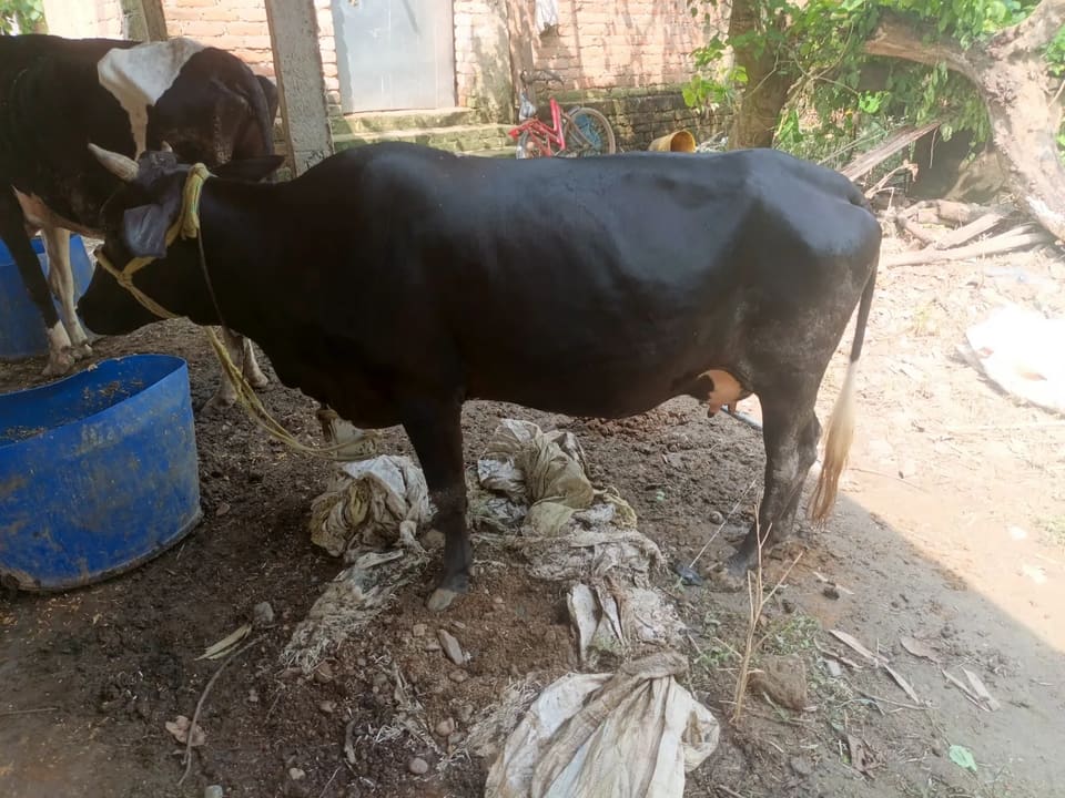 Gir Cow in  BIHAR