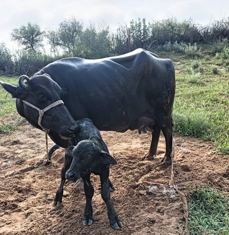 Murrah Buffalo in  RAJASTHAN