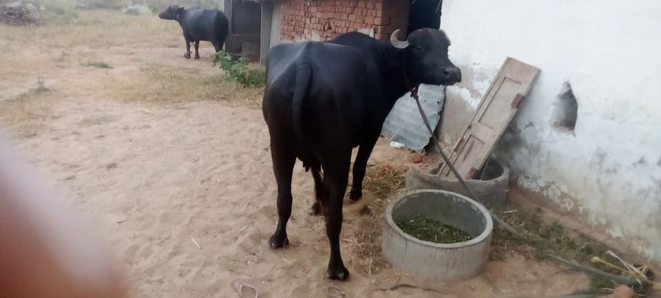 Murrah Buffalo M5087 in  RAJASTHAN