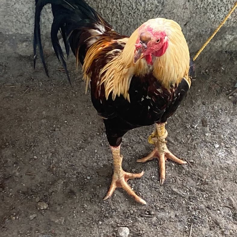 Fighter Chicken O0978 in  KARNATAKA