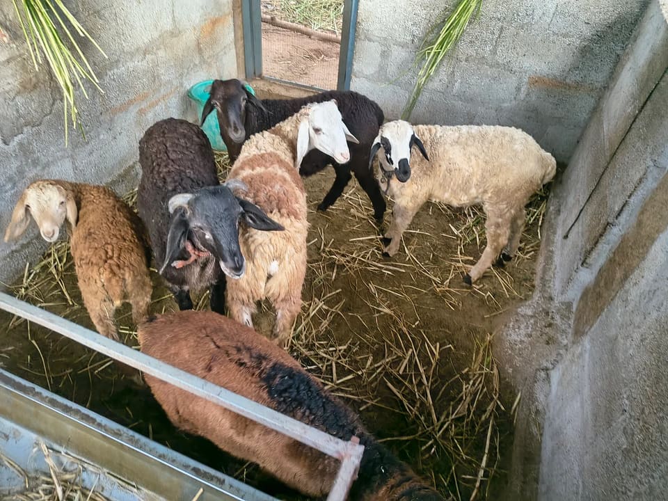 Others Sheep in  KARNATAKA