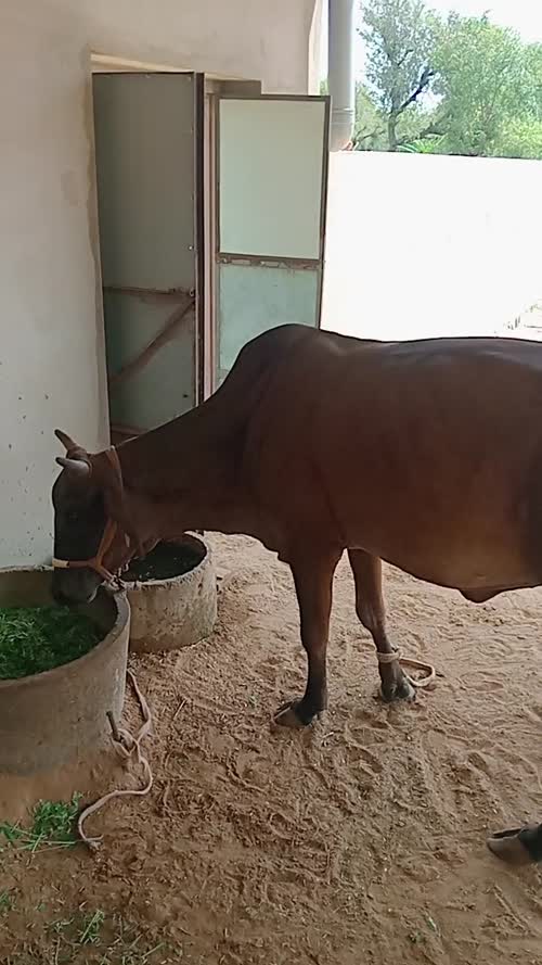 Rathi Heifer Cow R0504 in  RAJASTHAN