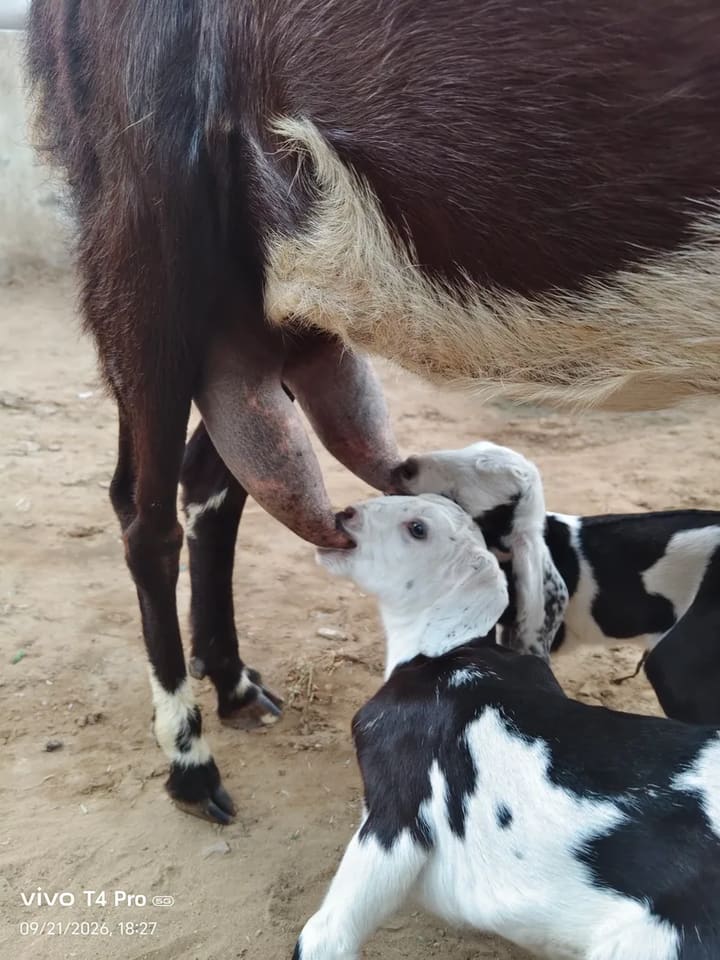 Others Goat in  RAJASTHAN