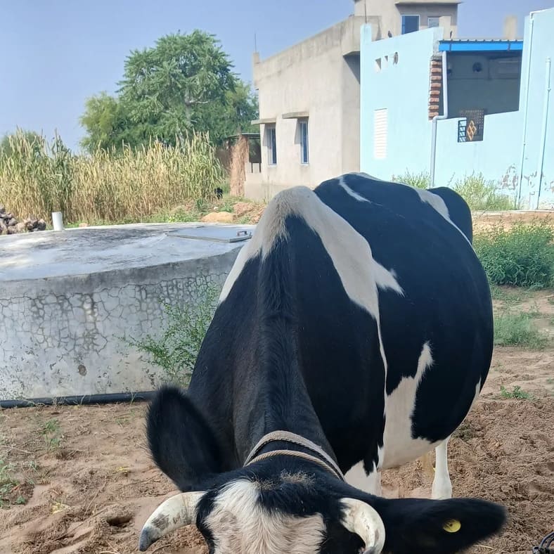 HF Cow in  RAJASTHAN
