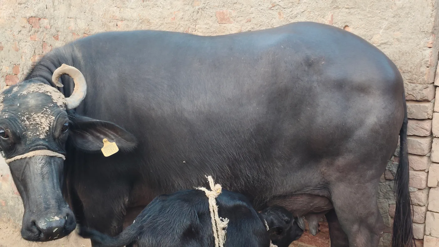 Murrah Buffalo in RAJASTHAN