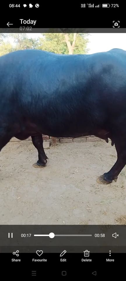Other Buffalo O0644 in  RAJASTHAN