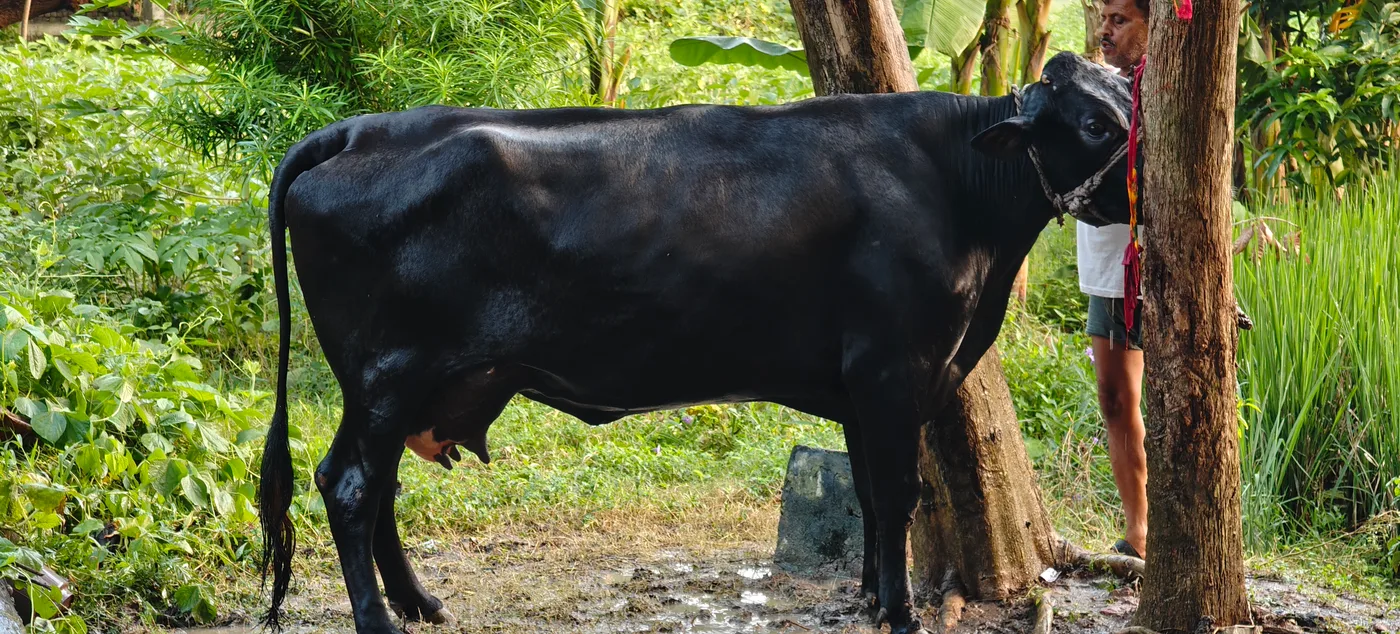 Kapila Cow K0247 in  UTTAR PRADESH