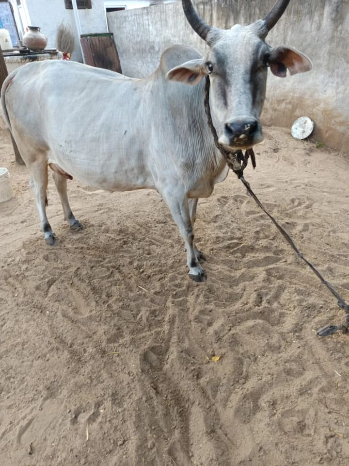 Others Cow in  RAJASTHAN