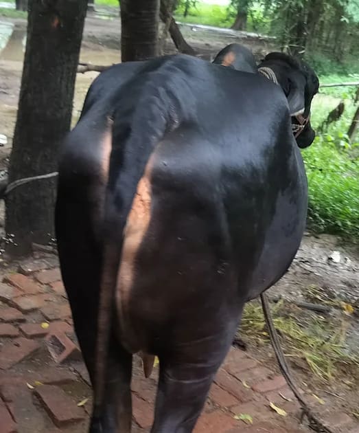 HF Cow in  UTTAR PRADESH