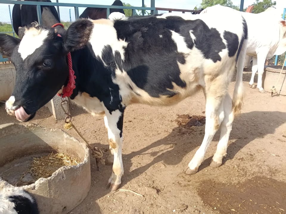 HF Cow in  MAHARASHTRA
