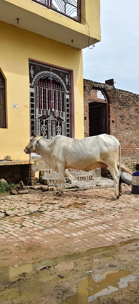 Hariyana Cow H0293 in  UTTAR PRADESH