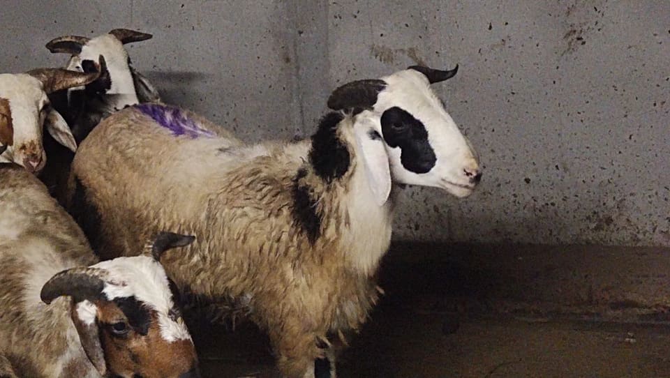 Neelore  Jodipi Sheep in  ANDHRA PRADESH