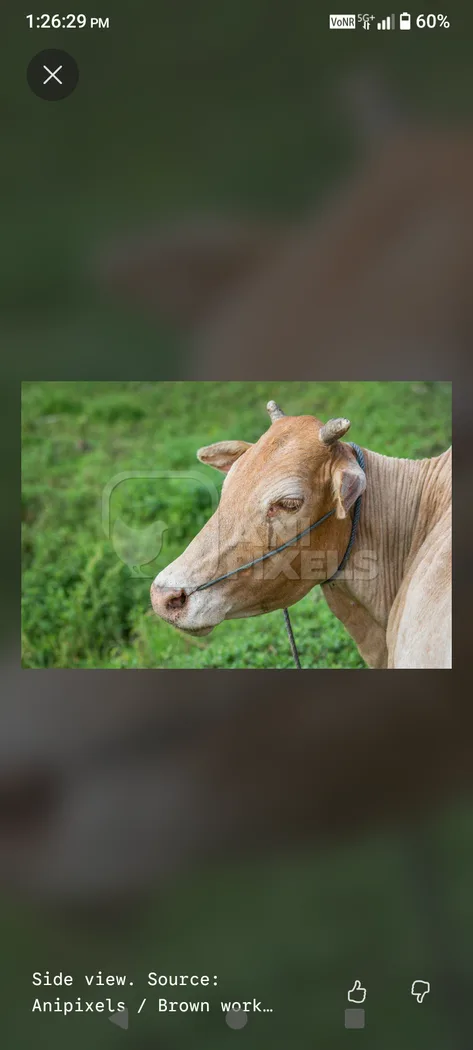 Others Cow in  ASSAM