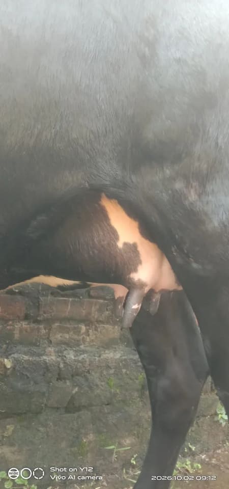 Jersey Cow in  BIHAR