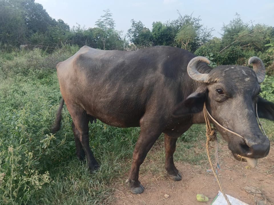 Murrah Buffalo in  KARNATAKA