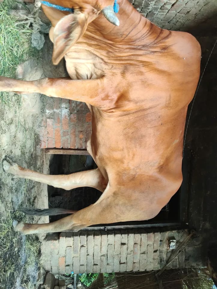 Sahiwal Cow in  UTTAR PRADESH