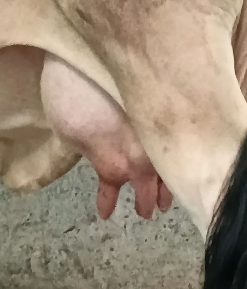Tharparkar Cow in  MADHYA PRADESH