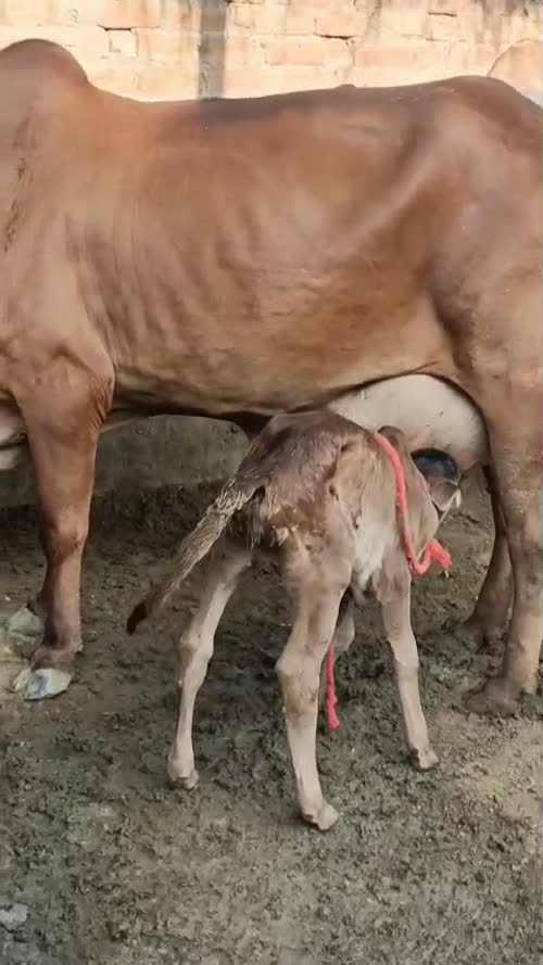 Sahiwal Cow S2015 in  UTTAR PRADESH