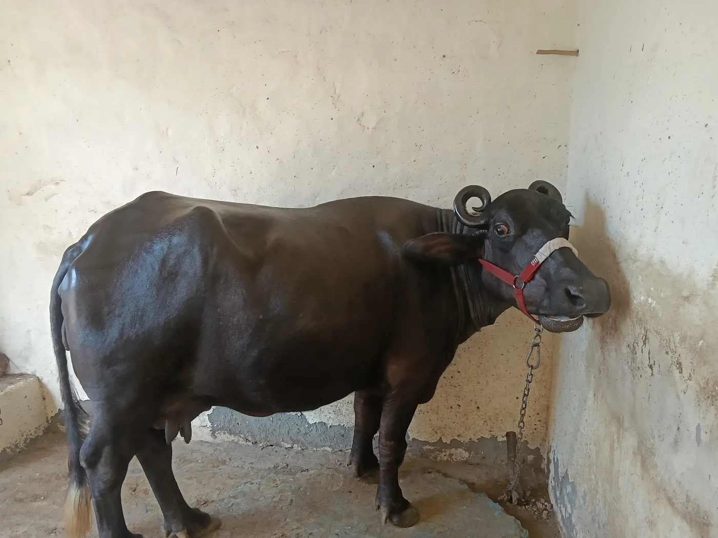 Murrah Buffalo in  HARYANA